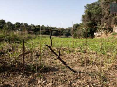 Passeggiamo tra i campi, ma a un certo punto un�altra recinzione che delimita un enorme latifondo ci sbarra la strada. Non ci resta quindi che tornare indietro fino a Villa Frammarino per riprendere l�auto e andare a esplorare Lama Balice in altri punti